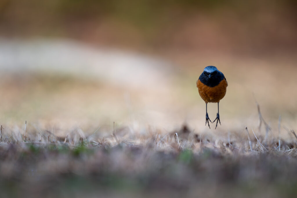 跳ねるジョウビタキのオス