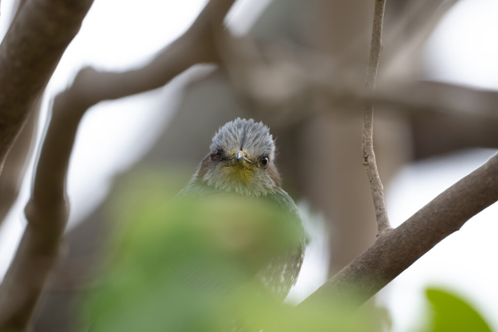 ヒヨドリの正面顔