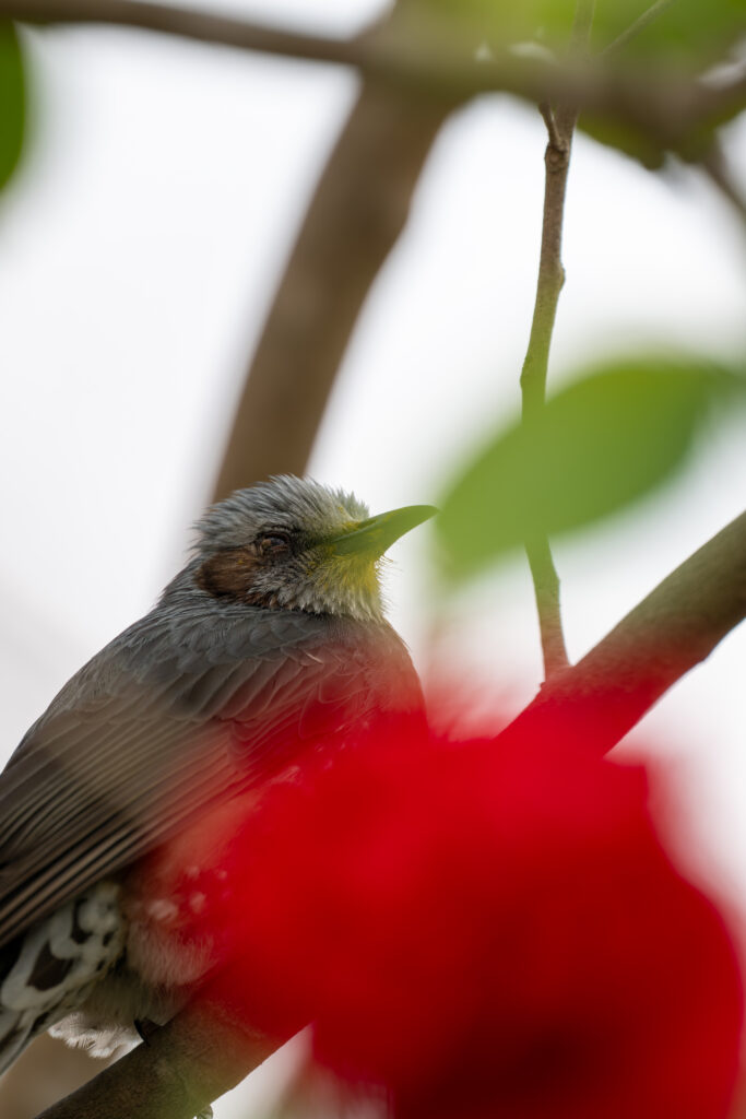 右目にデキモノがあるヒヨドリ