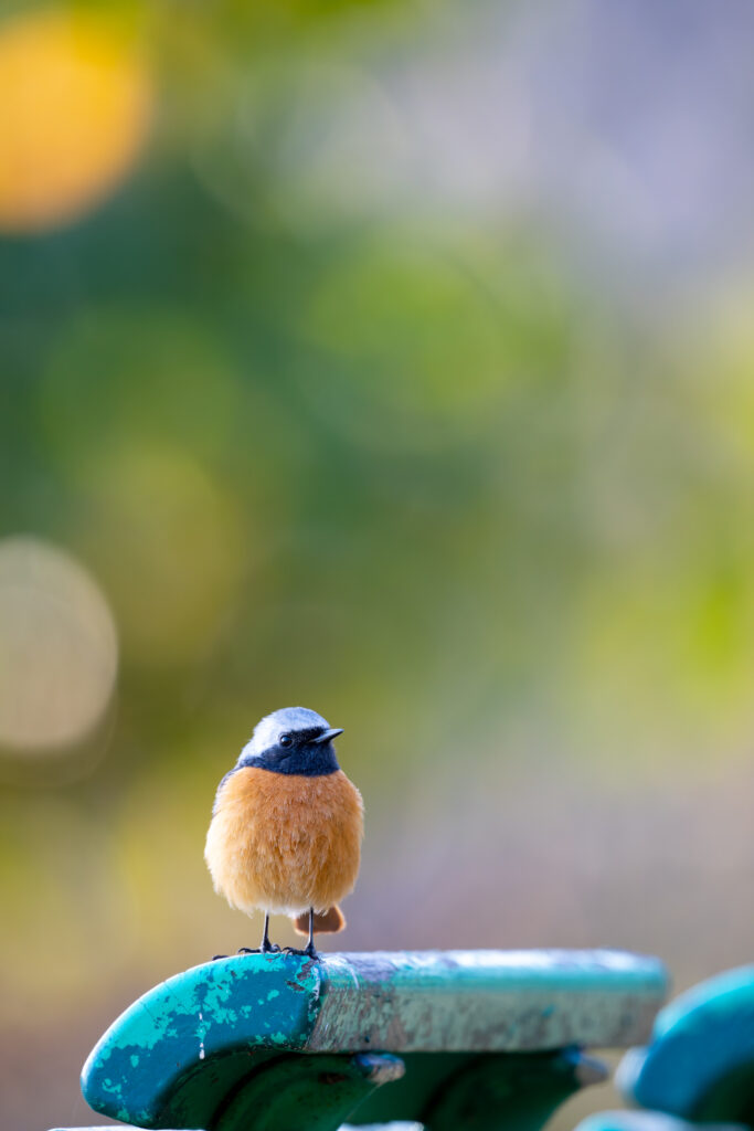 丸いジョウビタキ