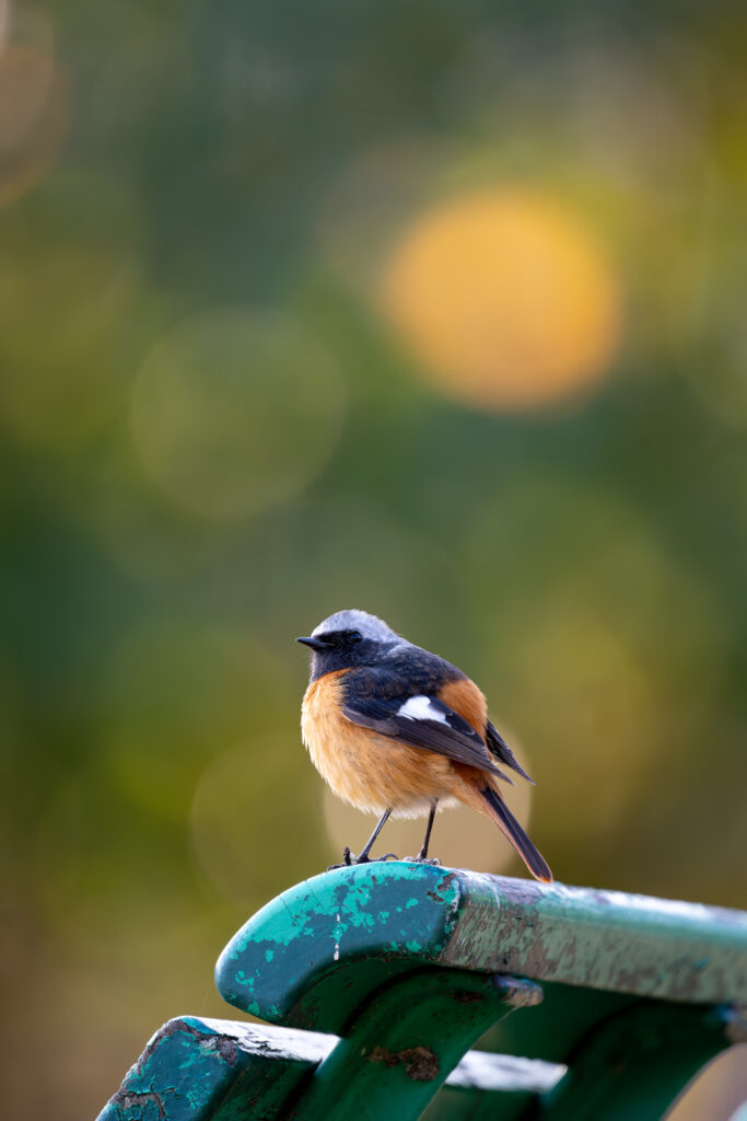 丸いジョウビタキ