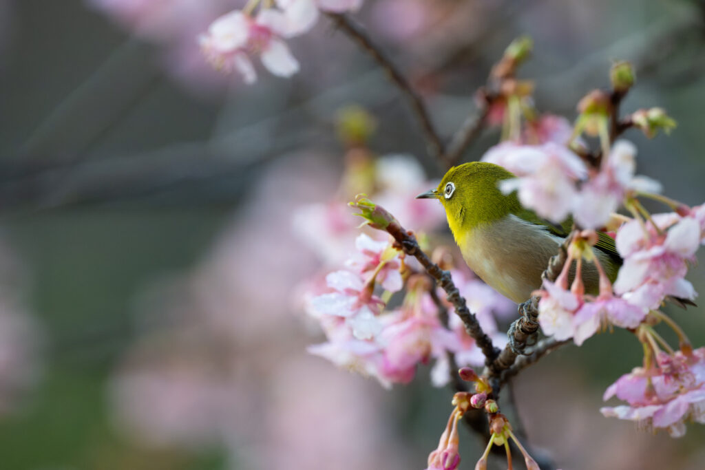 桜の木にとまるメジロ