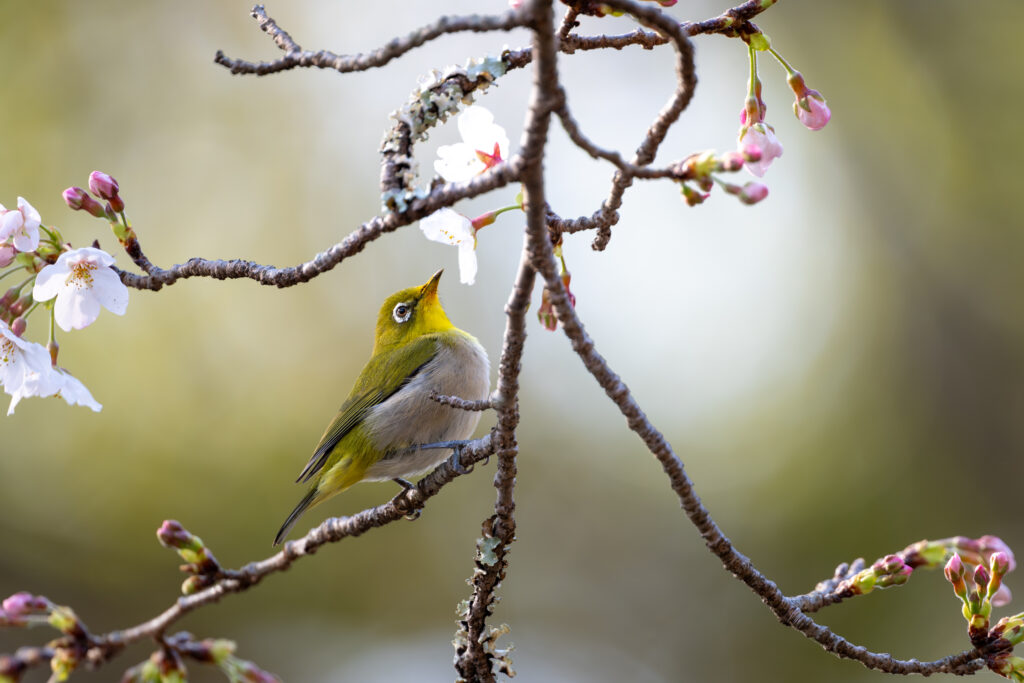 桜とメジロ