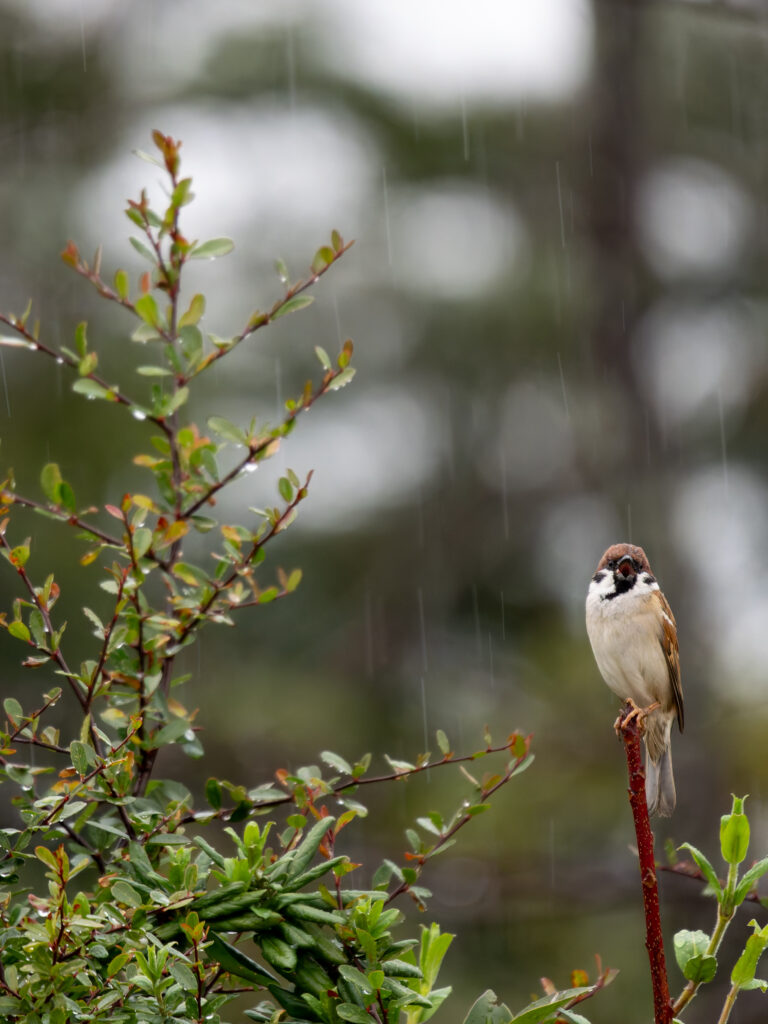雨の中のスズメ