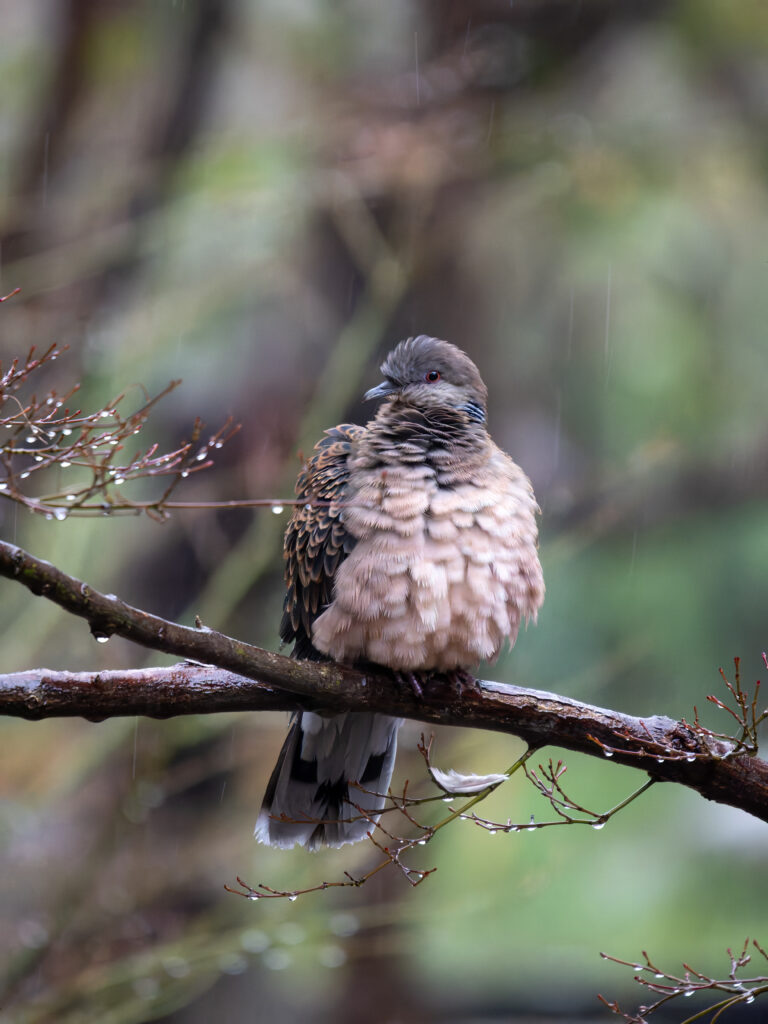 雨の中のキジバト