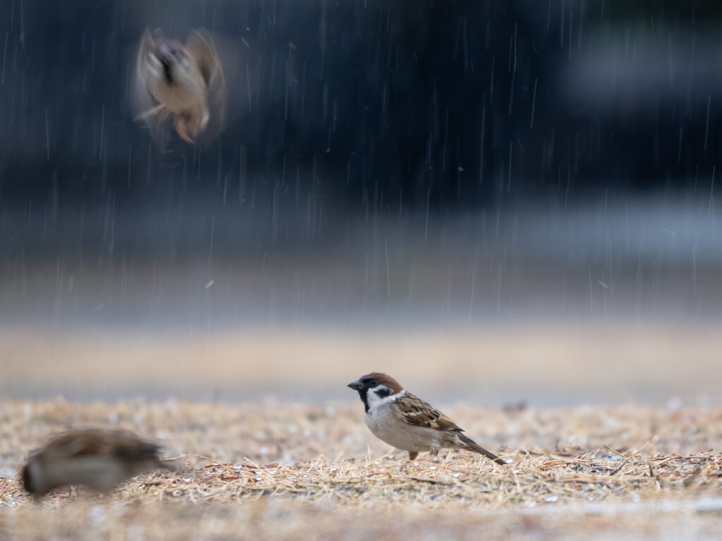 雨の中のスズメ