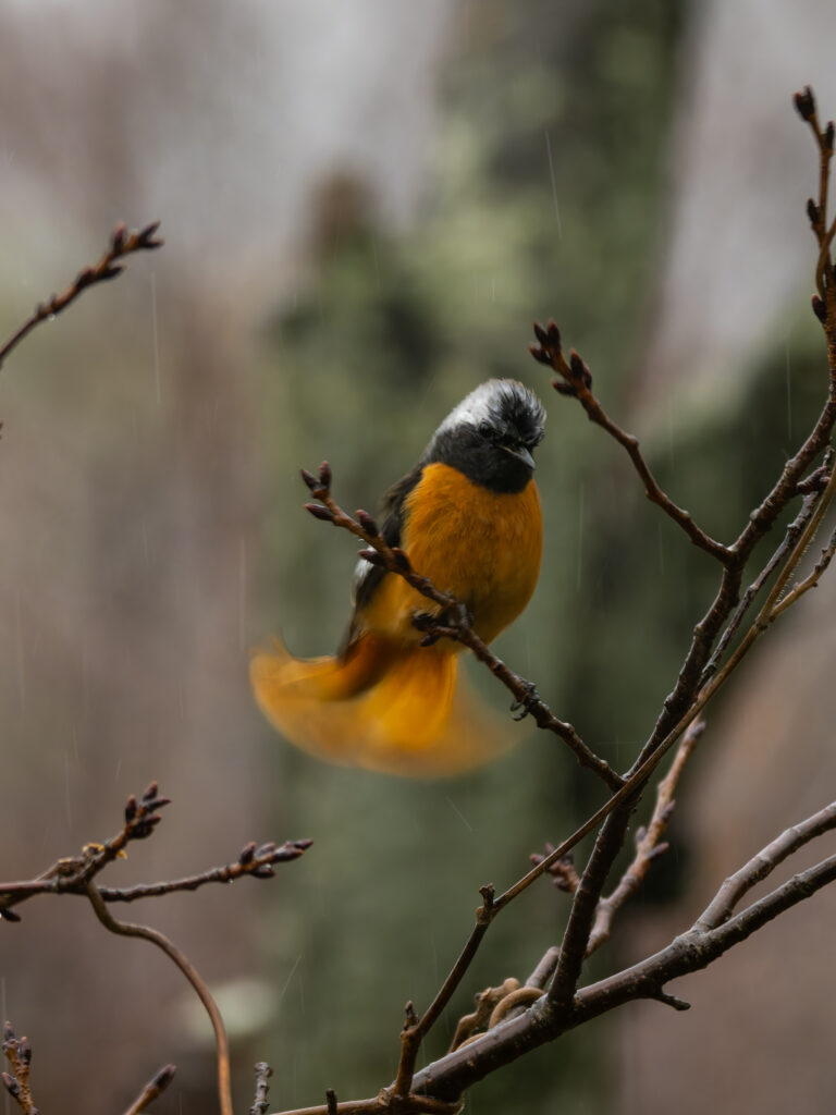 雨の中で尾羽を振るジョウビタキ
