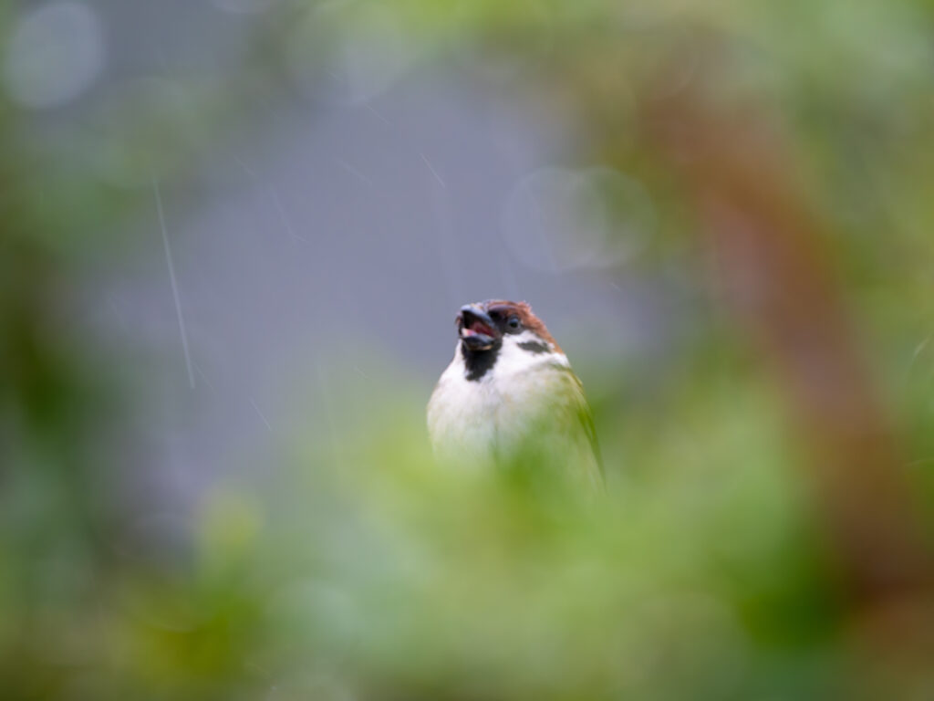 雨の中のスズメ