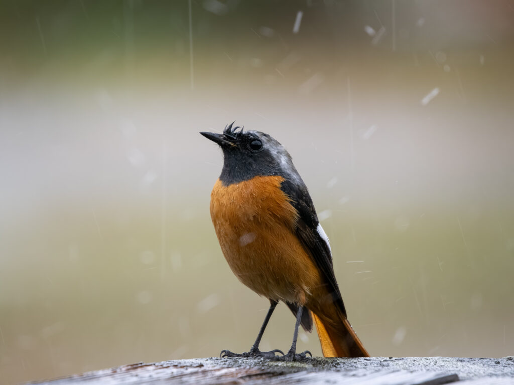 雨の中のジョウビタキ