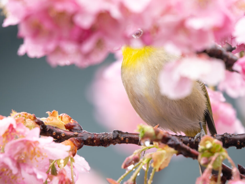 桜とメジロ