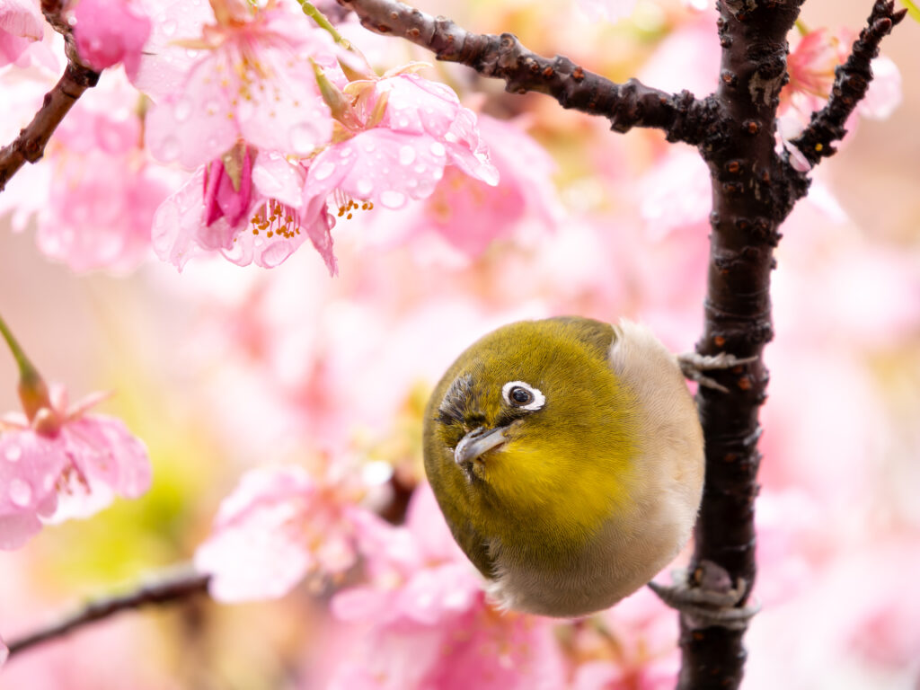 桜とメジロ