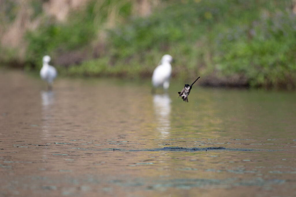 水浴びするイワツバメ