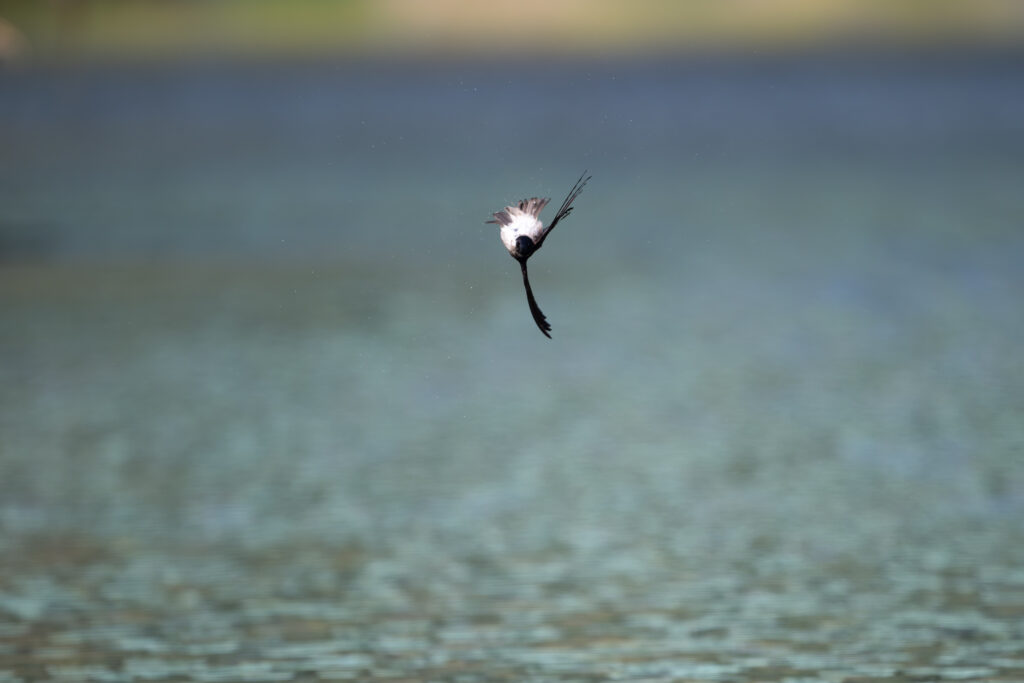 水浴びするイワツバメ