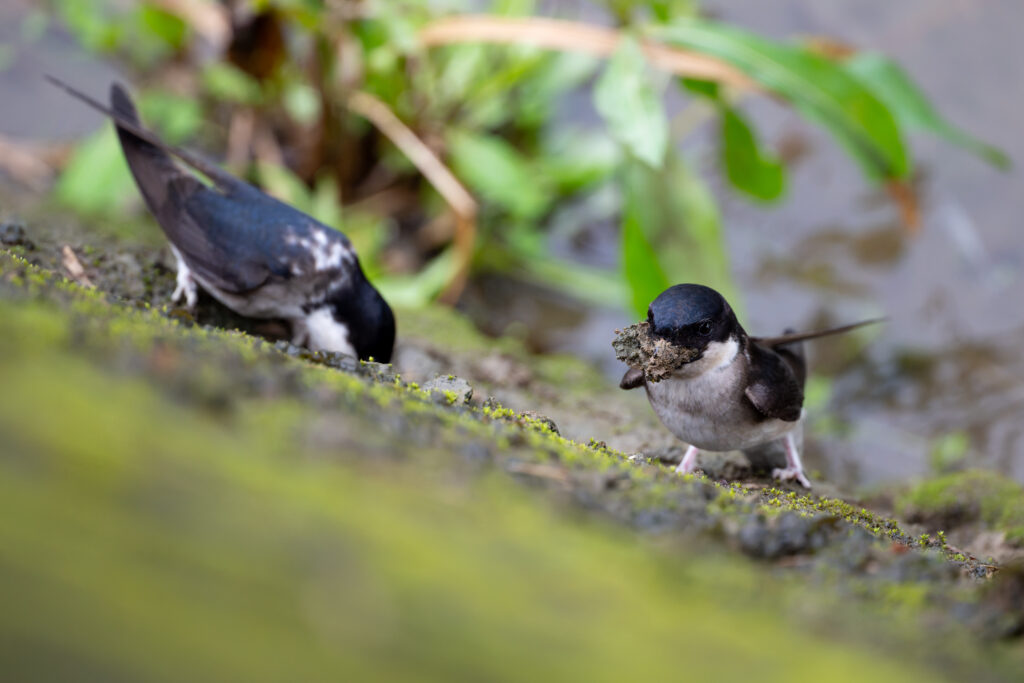 巣材を集めるイワツバメ