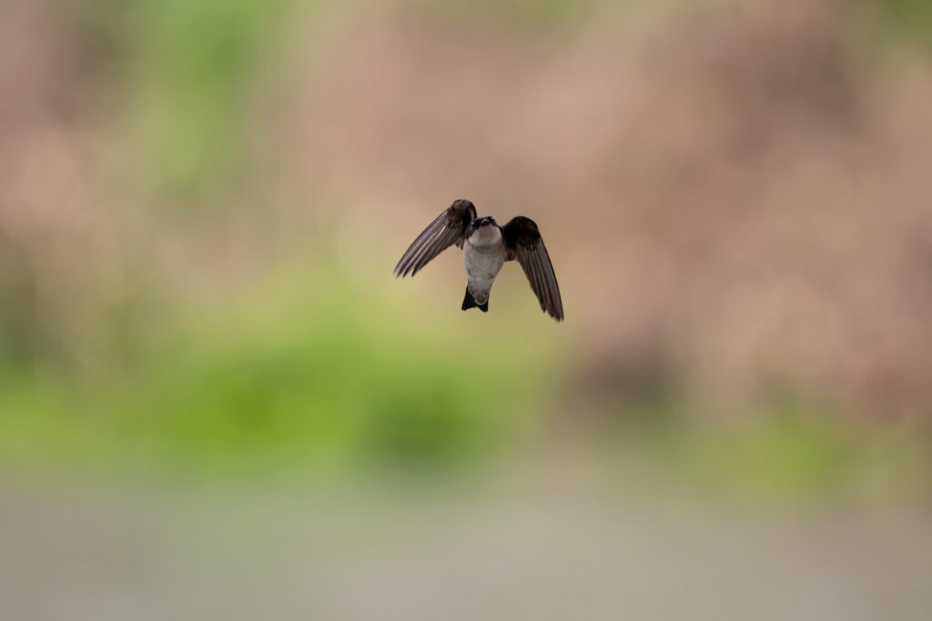 飛翔するイワツバメ
