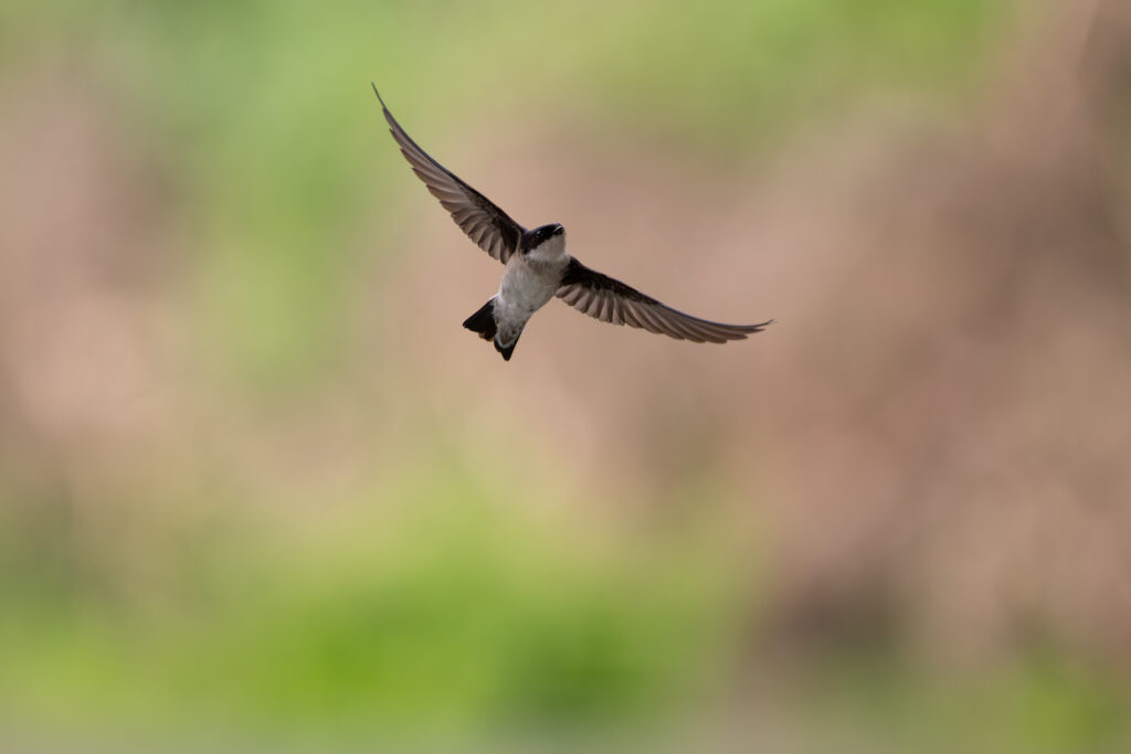 飛翔するイワツバメ