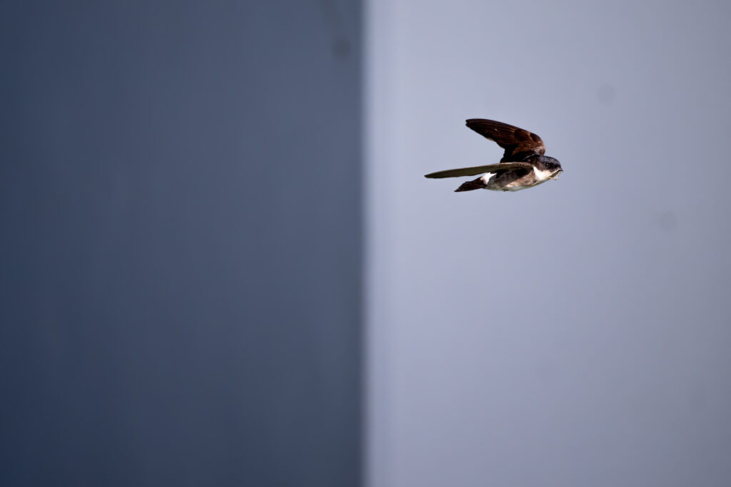 飛翔するイワツバメ