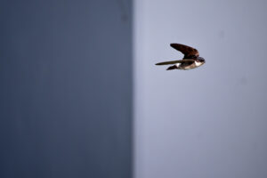 飛翔するイワツバメ