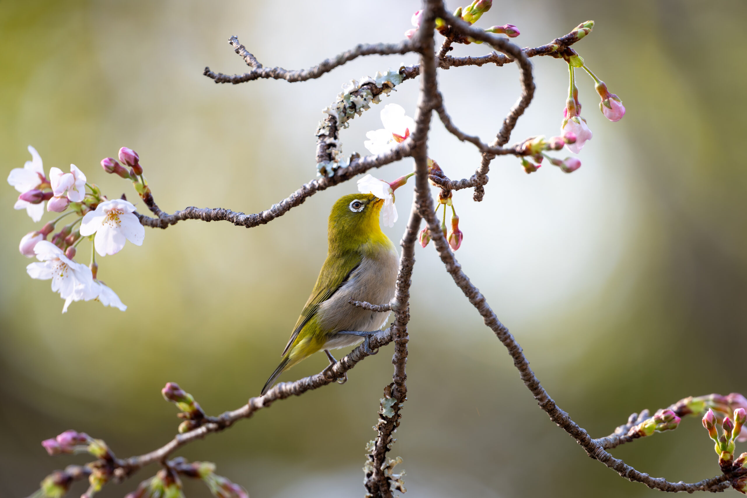 桜の蜜を吸うメジロ