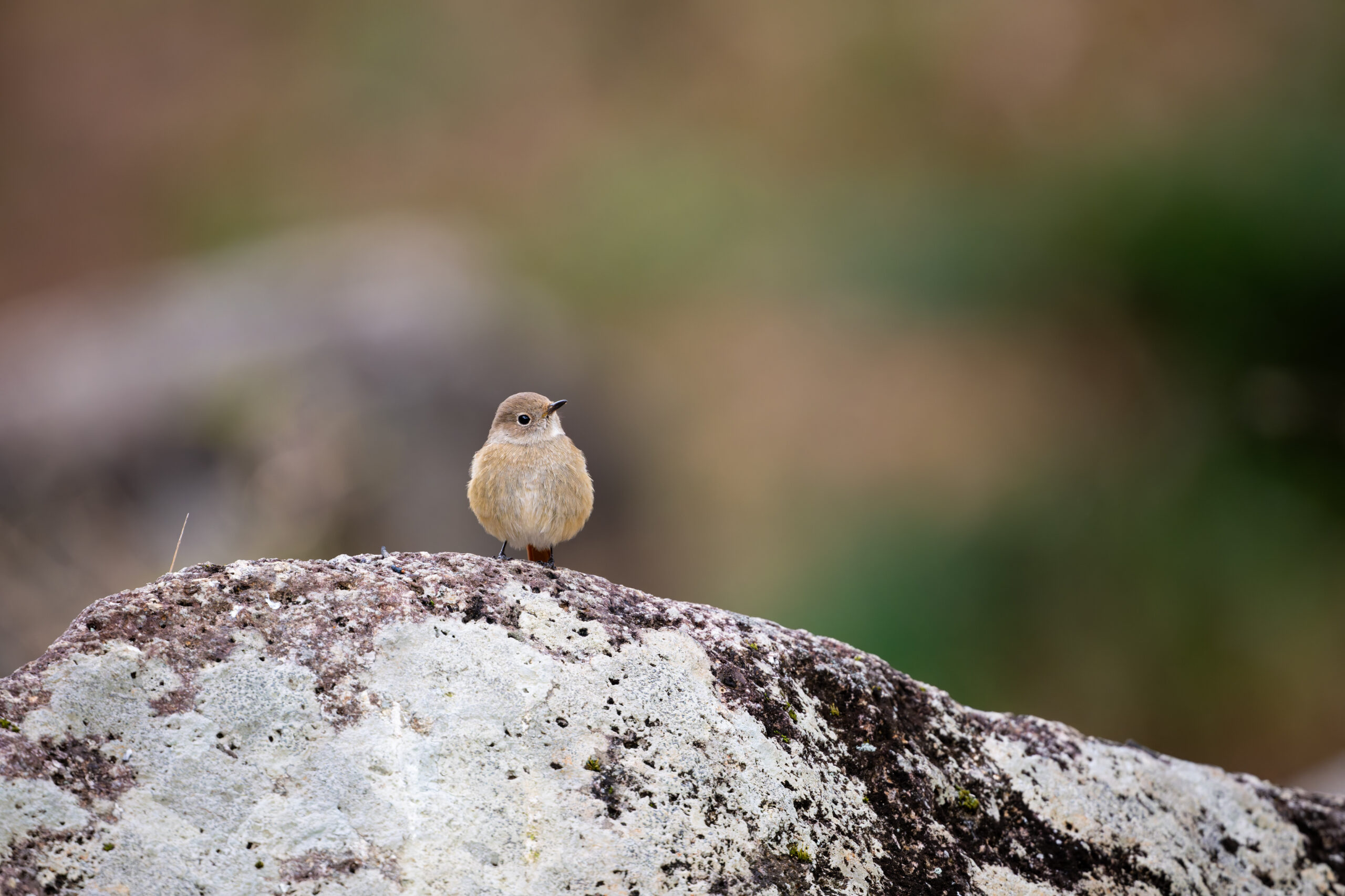 岩の上のジョウビタキ